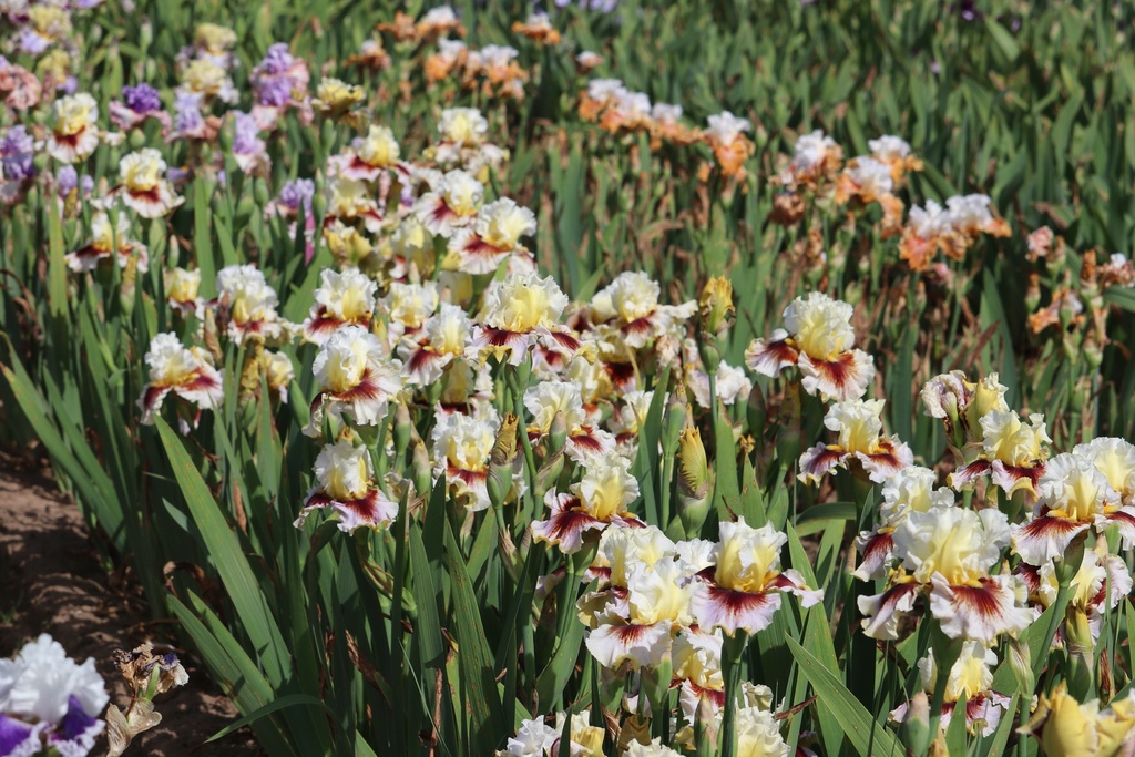 Falcon Heart | Mid-America Garden